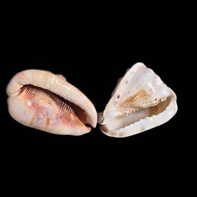 Sale Photo Thumbnail #1176:  Natural Marine Seashell Specimens with Distinct Patterns.                           