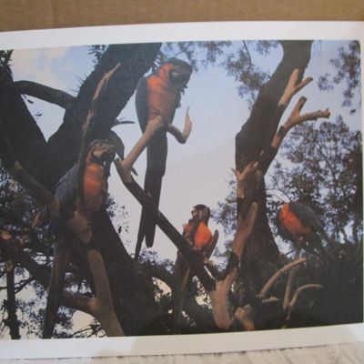 Sale Photo Thumbnail #356: Horse 6" x 8-1/2", pheasant 8-1/2" x 11", parrots 8-1/2" x 11", oryx 11-1/2" x 8-1/2", See pictures
