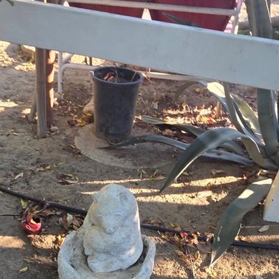 Sale Photo Thumbnail #67: Weathered concrete garden statue of a bear sitting in a decorative basin, positioned outdoors.