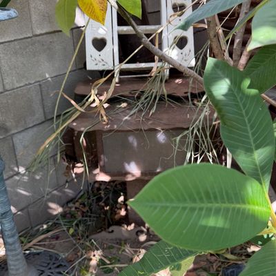 Sale Photo Thumbnail #118: Weathered outdoor garden decor tucked among plumeria foliage, featuring a white wooden miniature display shelf with heart cutouts.