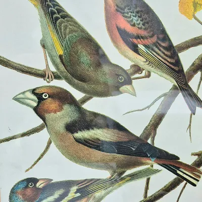 Sale Photo Thumbnail #391: Framed vintage ornithological print featuring detailed illustrations of four finch species perched on tree branches, signed W. Rutledge.
