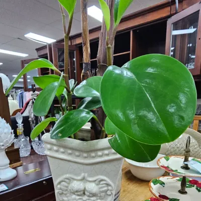 Sale Photo Thumbnail #454: Potted rubber plant or Peperomia in an ornate off-white crackle-glazed ceramic vessel with relief details and ball feet.