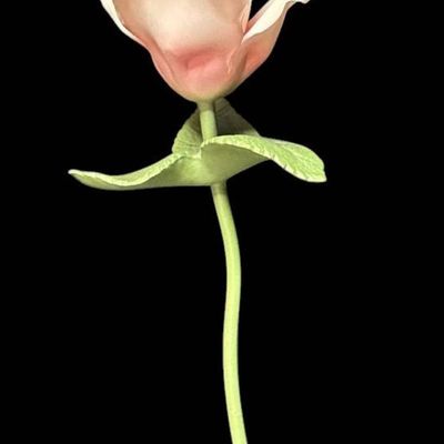 Sale Photo Thumbnail #1014:  Capodimonte 7-Inch Porcelain Rose Figurine with Pink and Green Detailing.                           