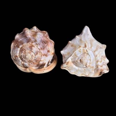 Sale Photo Thumbnail #1169:  Natural Marine Seashell Specimens with Distinct Patterns.                           