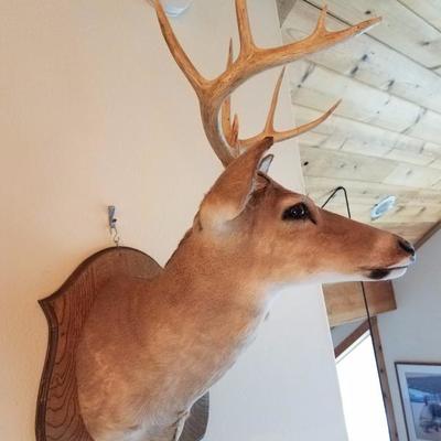 Lot-D8 Real White Tail Deer Head Stuffed Taxidermy Hunting Mule Rack
