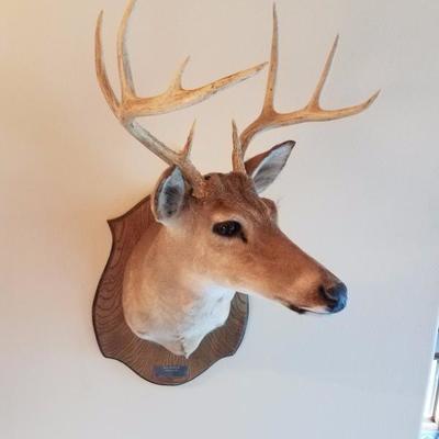Lot-D8 Real White Tail Deer Head Stuffed Taxidermy Hunting Mule Rack