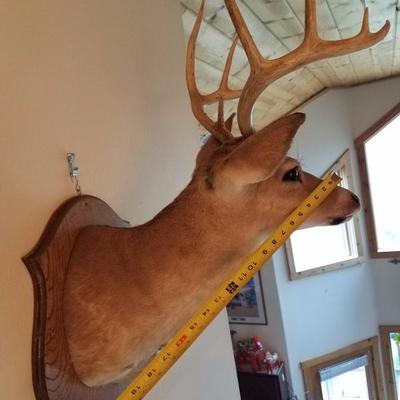 Lot-D8 Real White Tail Deer Head Stuffed Taxidermy Hunting Mule Rack