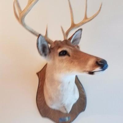 Lot-D8 Real White Tail Deer Head Stuffed Taxidermy Hunting Mule Rack