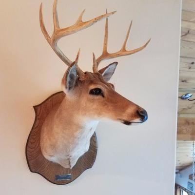 Lot-D8 Real White Tail Deer Head Stuffed Taxidermy Hunting Mule Rack