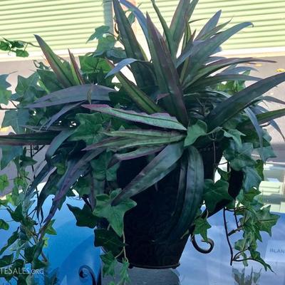 Silk plant 