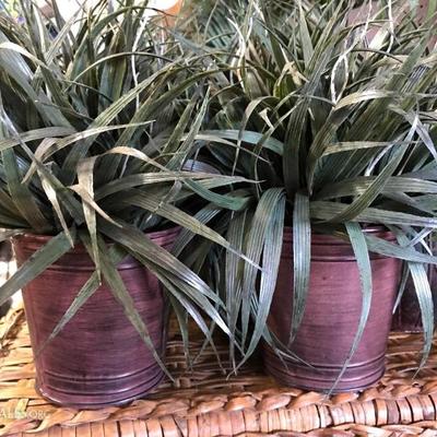 2 small house plants cute metal buckets 