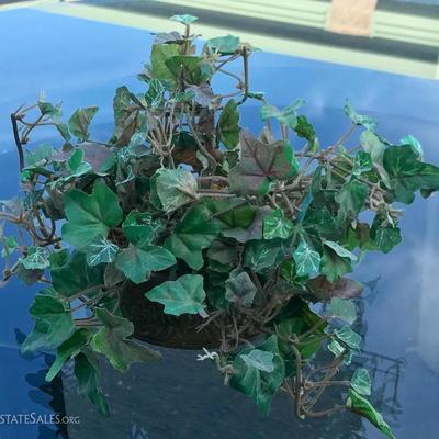 Silk plant 