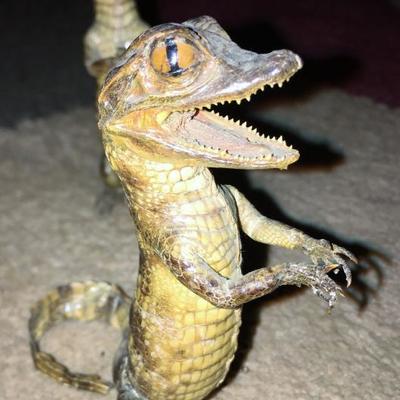 1950s Caiman Taxidermy