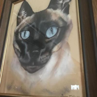 Cat Pictures