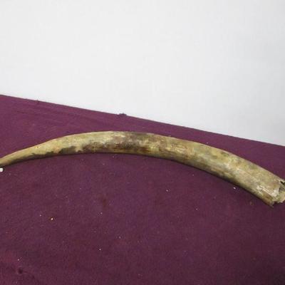 Lot 111 - Longhorn Horn