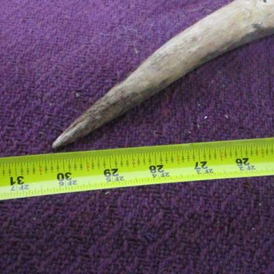 Lot 111 - Longhorn Horn