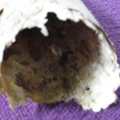 Lot 111 - Longhorn Horn