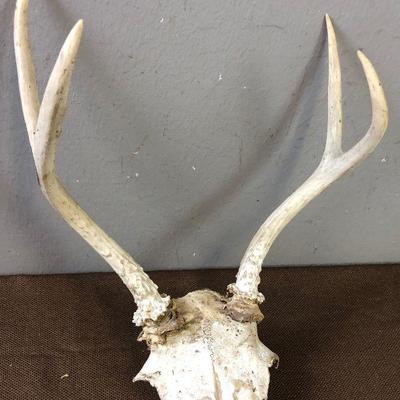 Lot #43 2 point deer skull and antlers
