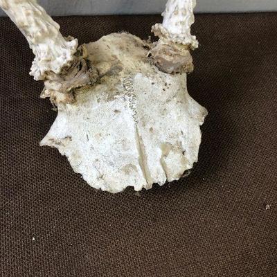 Lot #43 2 point deer skull and antlers