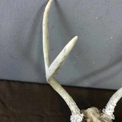 Lot #43 2 point deer skull and antlers
