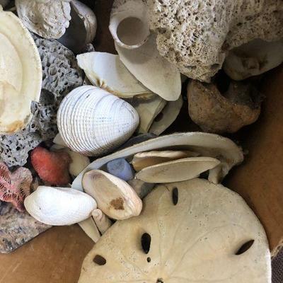 Lot # 200 Sea Shells, Real!