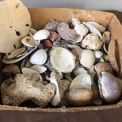 Lot # 200 Sea Shells, Real!