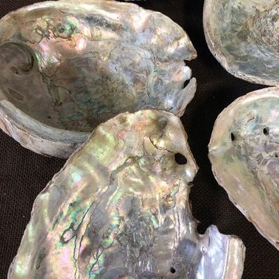 Lot # 201 5 Abalone shells 