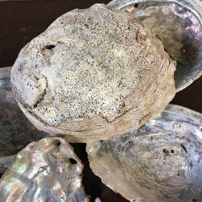Lot # 201 5 Abalone shells 