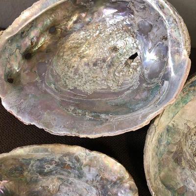 Lot # 201 5 Abalone shells 