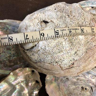 Lot # 201 5 Abalone shells 