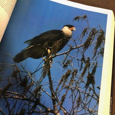Lot # 227 Audubon society Encyclopedia of North American Birds Book