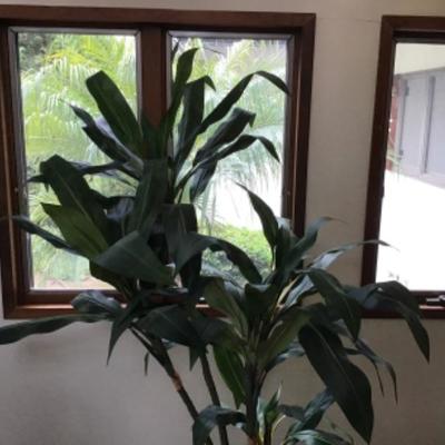 E-104 Silk Floor Plant