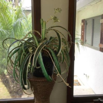 E-106 Silk Floor Plant