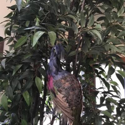 E-107 Silk Plant with Peacock