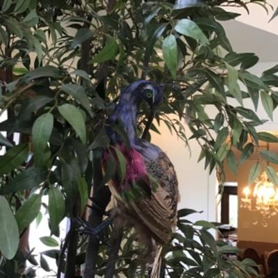 E-107 Silk Plant with Peacock
