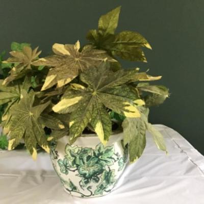F-106 Variety of Silk Plants