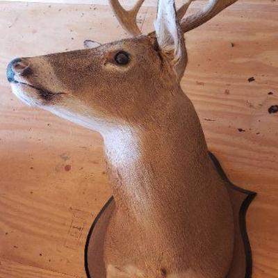 8 Point Buck Wall Mount #1