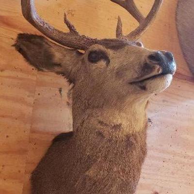 10 Point Buck Wall Mount # 2