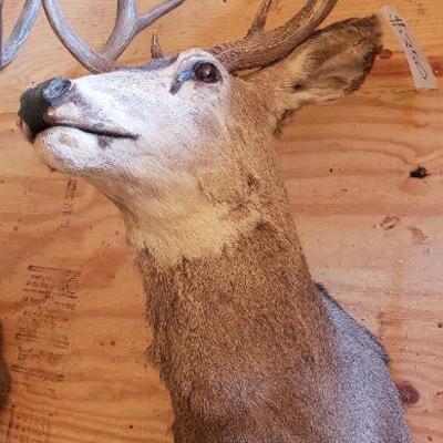 10 Point Buck Wall Mount # 2