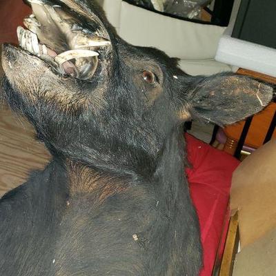 Boars Head Wall Mount