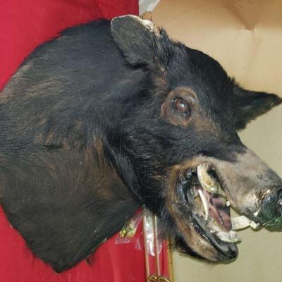 Boars Head Wall Mount