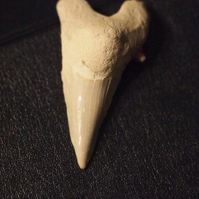Fossilized Sharks Tooth  135