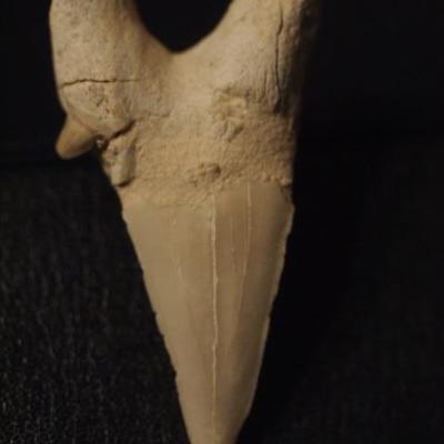 Fossilized Sharks Tooth  135
