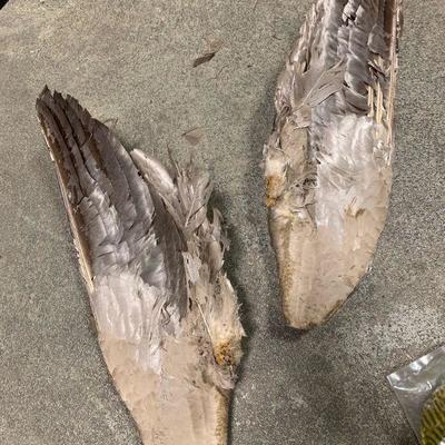 #3 Feather Misc.