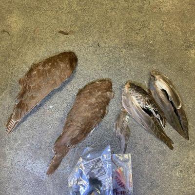 #4 Feather Misc.