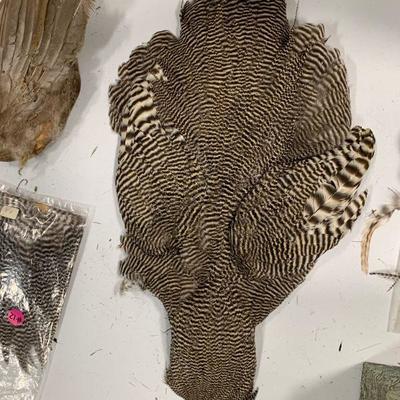#12 Misc. Bird Wings