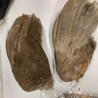 #12 Misc. Bird Wings