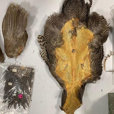 #12 Misc. Bird Wings