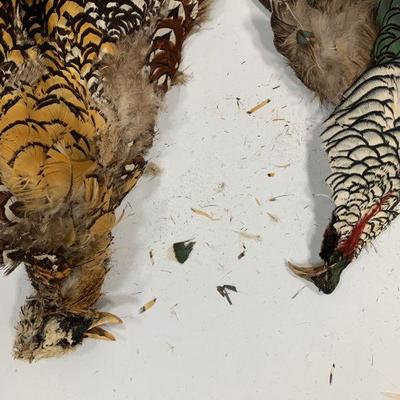 #13 Colorful Birds