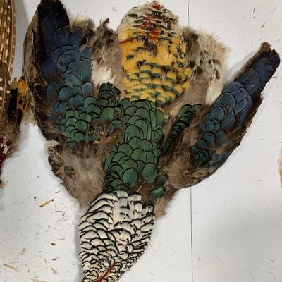 #13 Colorful Birds